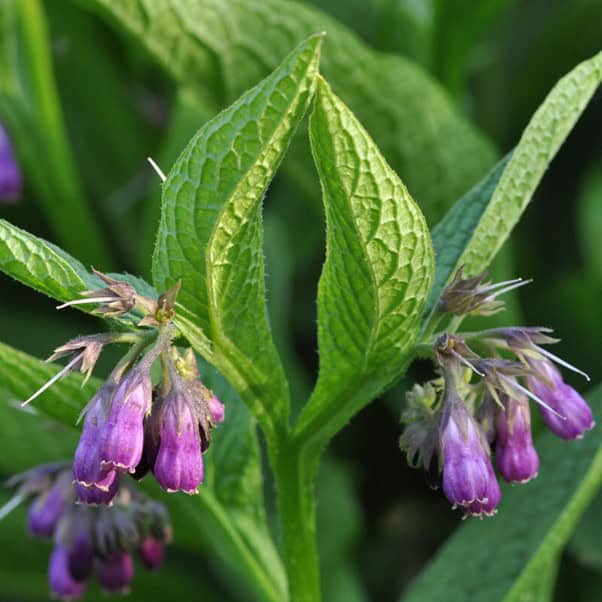 Image of Comfrey