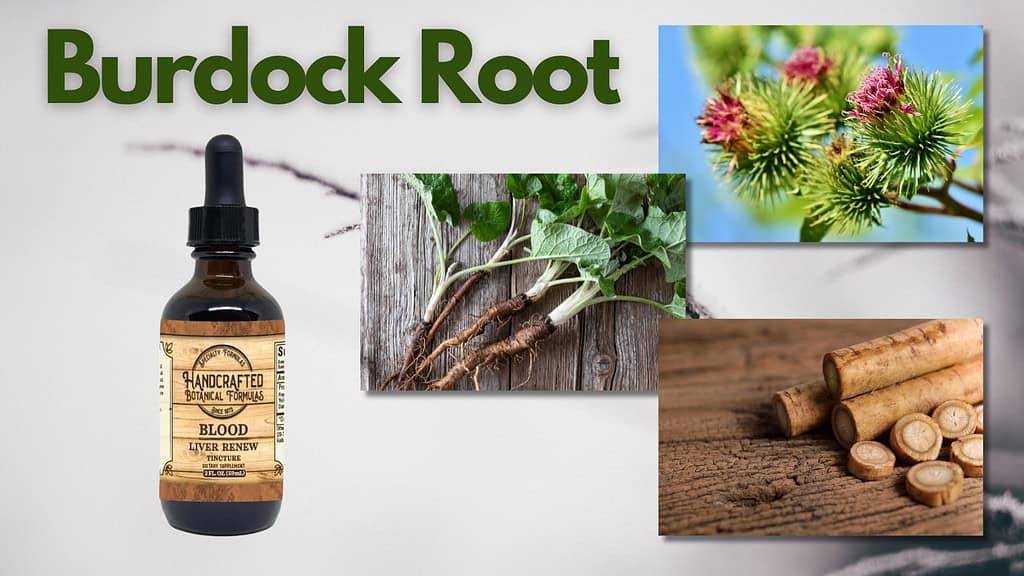 Burdock Root