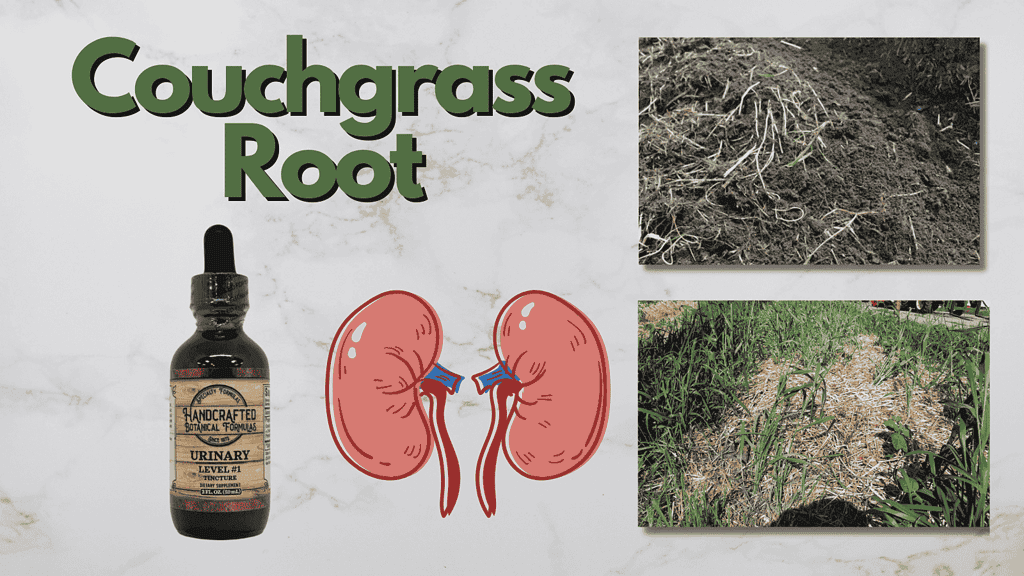 Couchgrass root, kidneys and photos of the grass itself