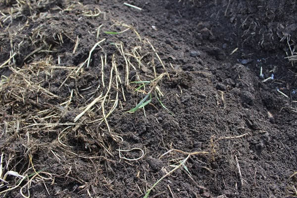 Couchgrass root in earth.