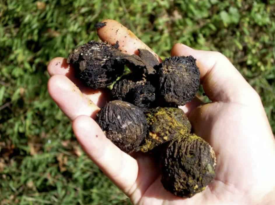 Picture of hand holding husked black walnut